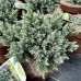  Juniperus squamata (Borievka šupinatá) ´BLUE STAR´ - ∅ 15-20 cm, kont. C2L